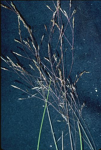 Agrostis idahoensis